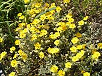 Helianthenum Caput-Felis (fam. Cistacees)(rg mediterraneenne) (02) (Photo F. Mrugala)